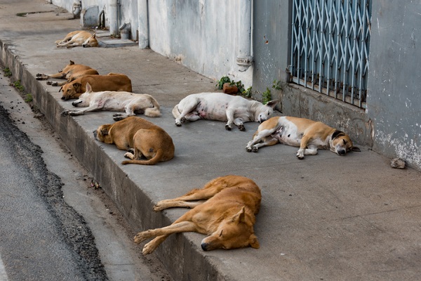 ITABUNA: PREFEITURA ADOTARÁ MEDIDAS RIGOROSAS PARA APREENSÃO DE ANIMAIS NAS VIAS PÚBLICAS